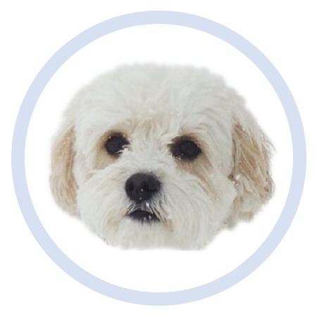 Cute Puppy - Stickers messages sticker-3
