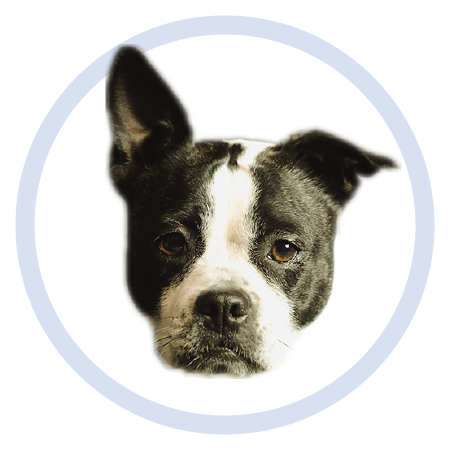 Cute Puppy - Stickers messages sticker-4