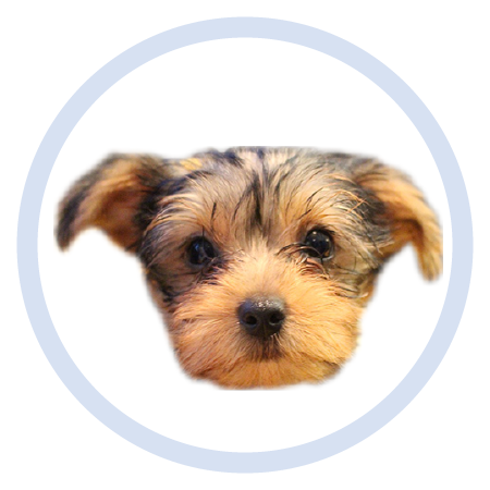 Cute Puppy - Stickers messages sticker-5