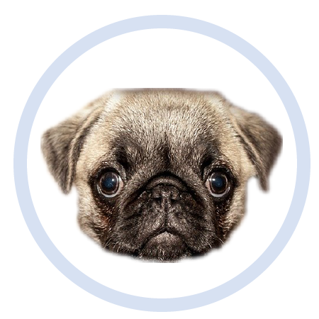 Cute Puppy - Stickers messages sticker-9