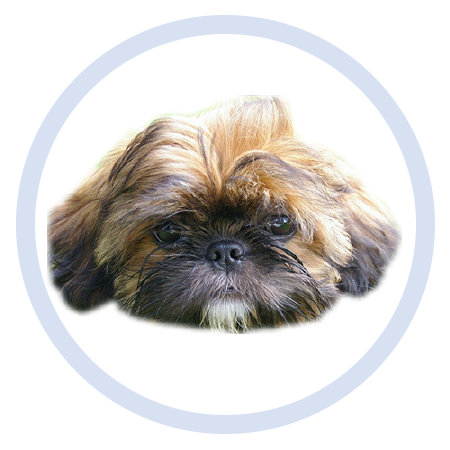 Cute Puppy - Stickers messages sticker-6
