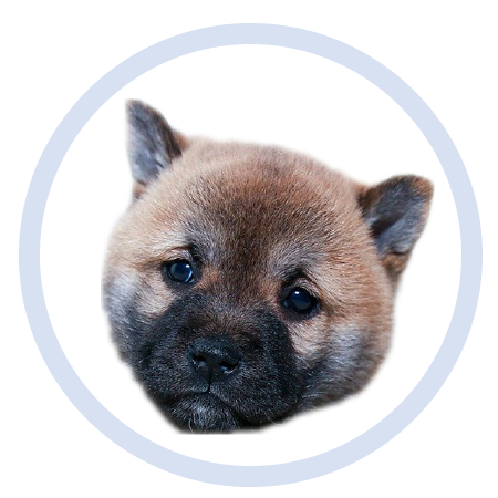 Cute Puppy - Stickers messages sticker-11