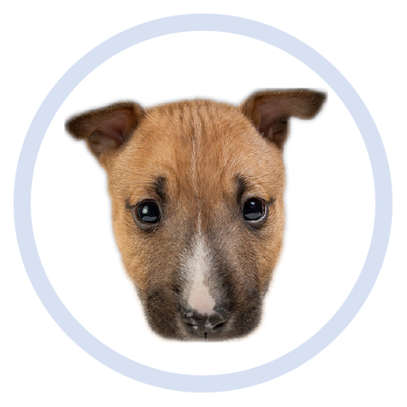Cute Puppy - Stickers messages sticker-7