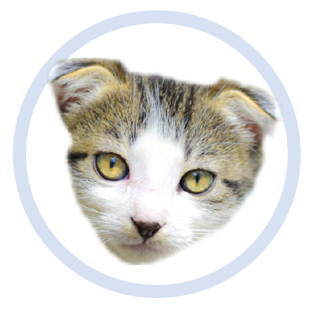 Cute Kitten - Stickers messages sticker-11