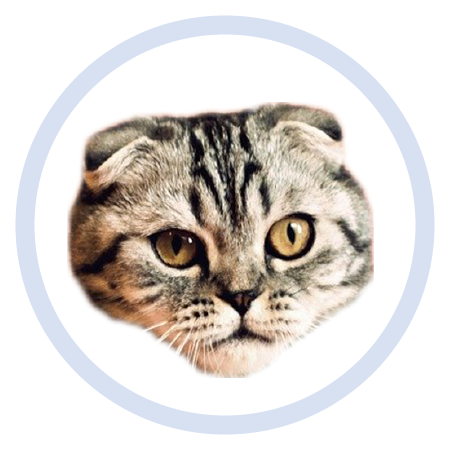 Cute Kitten - Stickers messages sticker-3
