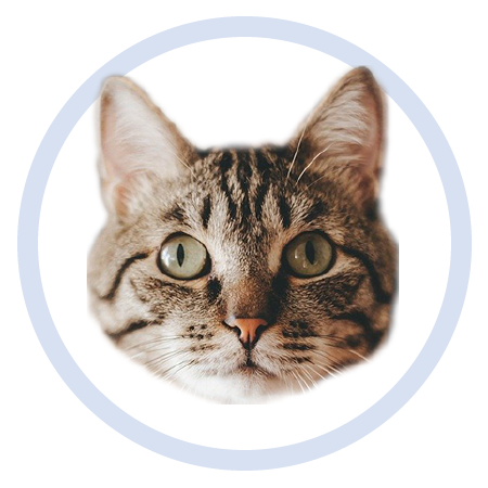 Cute Kitten - Stickers messages sticker-0