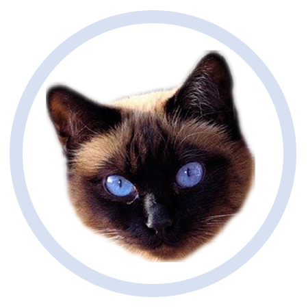 Cute Kitten - Stickers messages sticker-7