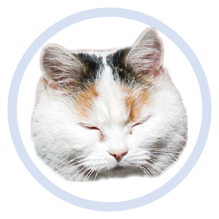 Cute Kitten - Stickers messages sticker-8