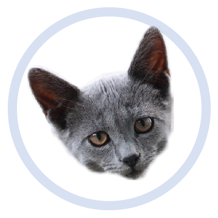 Cute Kitten - Stickers messages sticker-6