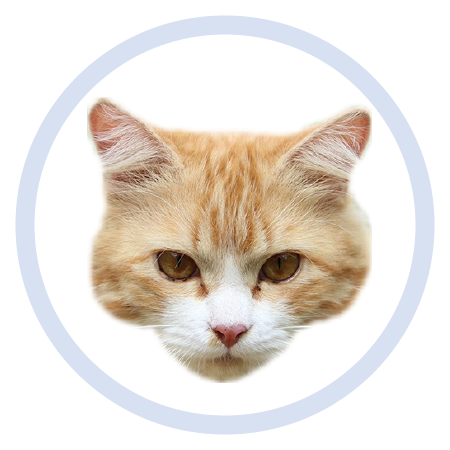 Cute Kitten - Stickers messages sticker-4