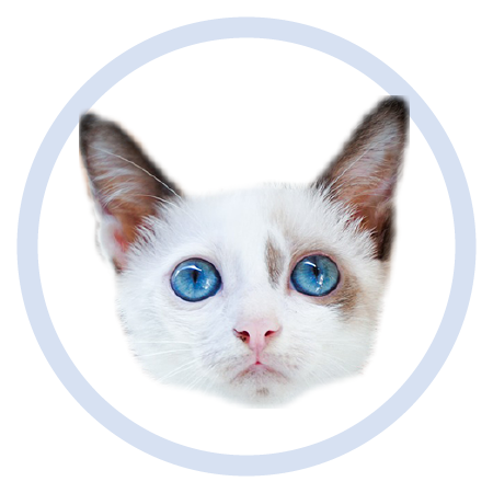 Cute Kitten - Stickers messages sticker-5