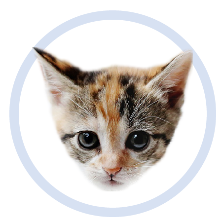 Cute Kitten - Stickers messages sticker-9