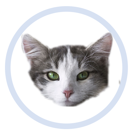 Cute Kitten - Stickers messages sticker-10