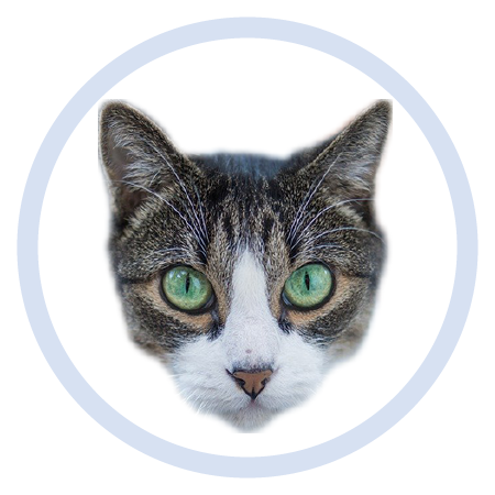 Cute Kitten - Stickers messages sticker-2