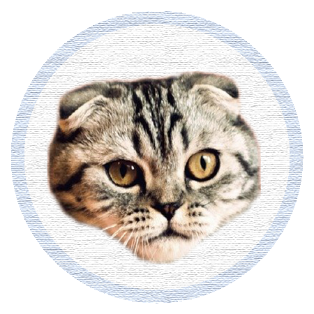 Cute Kitten - Stickers messages sticker-1