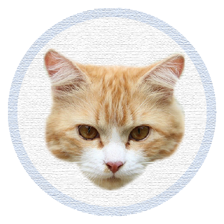 Cute Kitten - Stickers messages sticker-4