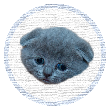 Cute Kitten - Stickers messages sticker-7