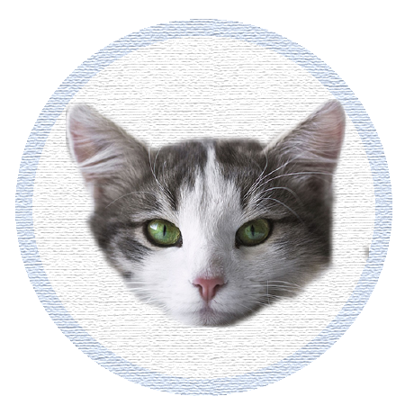 Cute Kitten - Stickers messages sticker-11