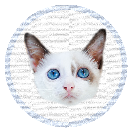 Cute Kitten - Stickers messages sticker-5