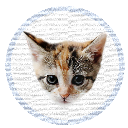 Cute Kitten - Stickers messages sticker-9