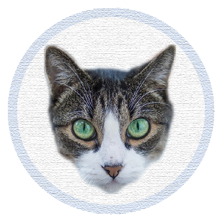 Cute Kitten - Stickers messages sticker-2