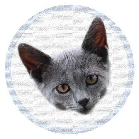 Cute Kitten - Stickers messages sticker-6