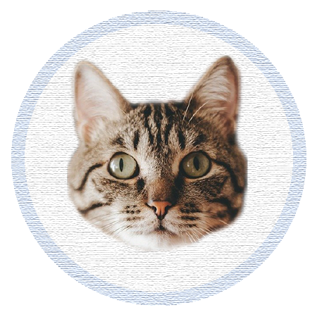 Cute Kitten - Stickers messages sticker-3