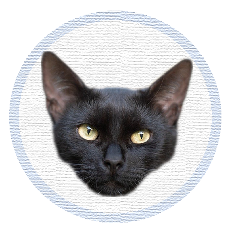 Cute Kitten - Stickers messages sticker-10
