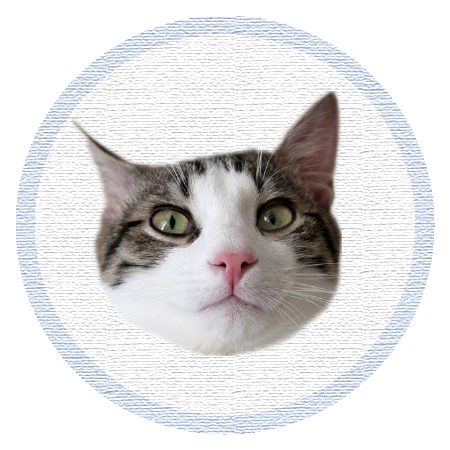 Cute Kitten - Stickers messages sticker-0