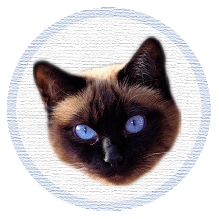 Cute Kitten - Stickers messages sticker-8
