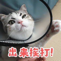 香香软软的小泡芙 messages sticker-4