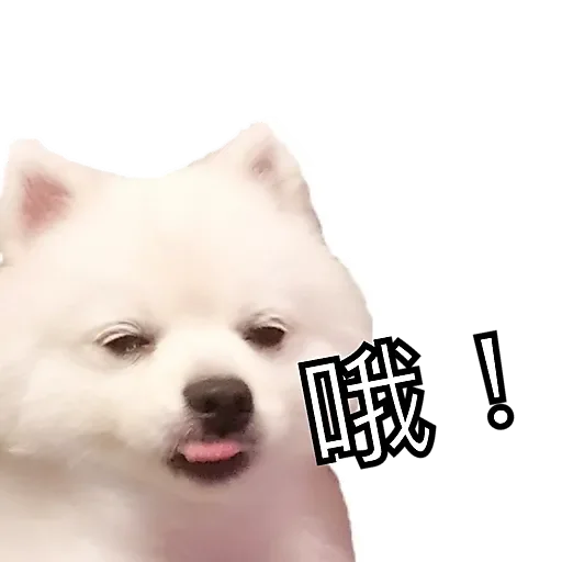 GG MarDog messages sticker-3