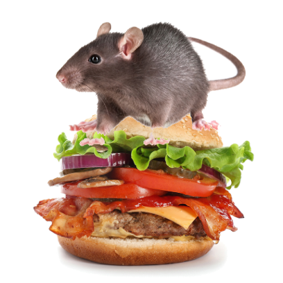 Burger Rats messages sticker-2