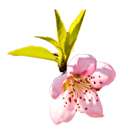 十里桃花-stickers messages sticker-11