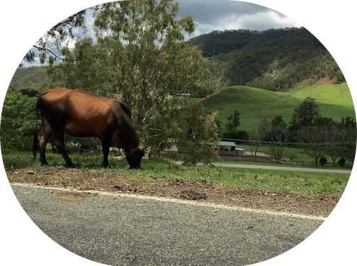 Beautiful Australian Stickers messages sticker-0