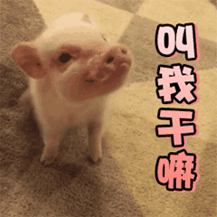SweetSweetPig messages sticker-6