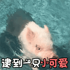 SweetSweetPig messages sticker-10