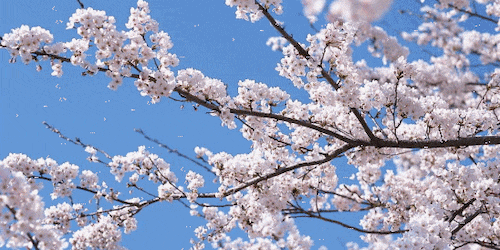 樱花校园Stickers messages sticker-3