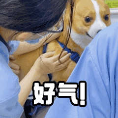 贱萌的柯基表情 messages sticker-6