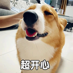 贱萌的柯基表情 messages sticker-0