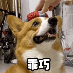 贱萌的柯基表情 messages sticker-3