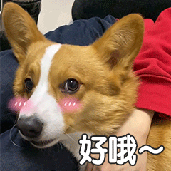 贱萌的柯基表情 messages sticker-5