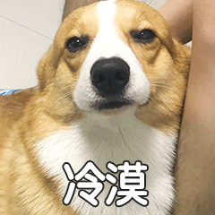 贱萌的柯基表情 messages sticker-11