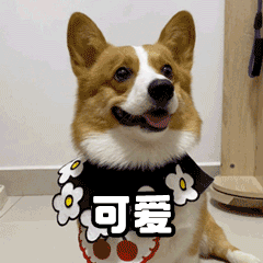 贱萌的柯基表情 messages sticker-8