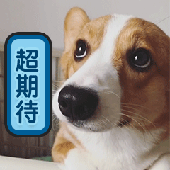 贱萌的柯基表情 messages sticker-1