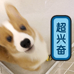 贱萌的柯基表情 messages sticker-2