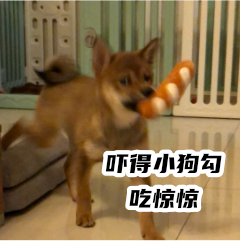 胡麻柴犬 messages sticker-8