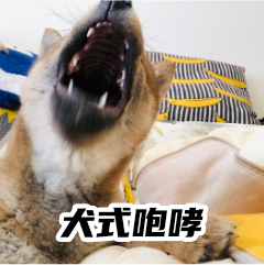 胡麻柴犬 messages sticker-0