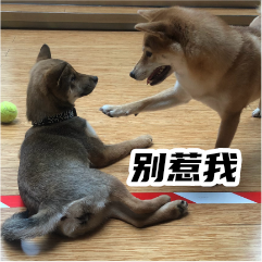 胡麻柴犬 messages sticker-4