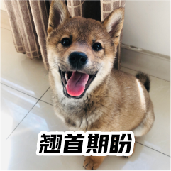 胡麻柴犬 messages sticker-10